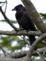 Day02 - 36 * Purplish Jay